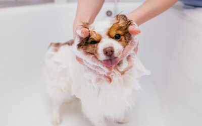 Miért fontos a rendszeres kutyakozmetika?